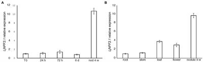 The Lotus japonicus NPF3.1 Is a Nodule-Induced Gene That Plays a Positive Role in Nodule Functioning